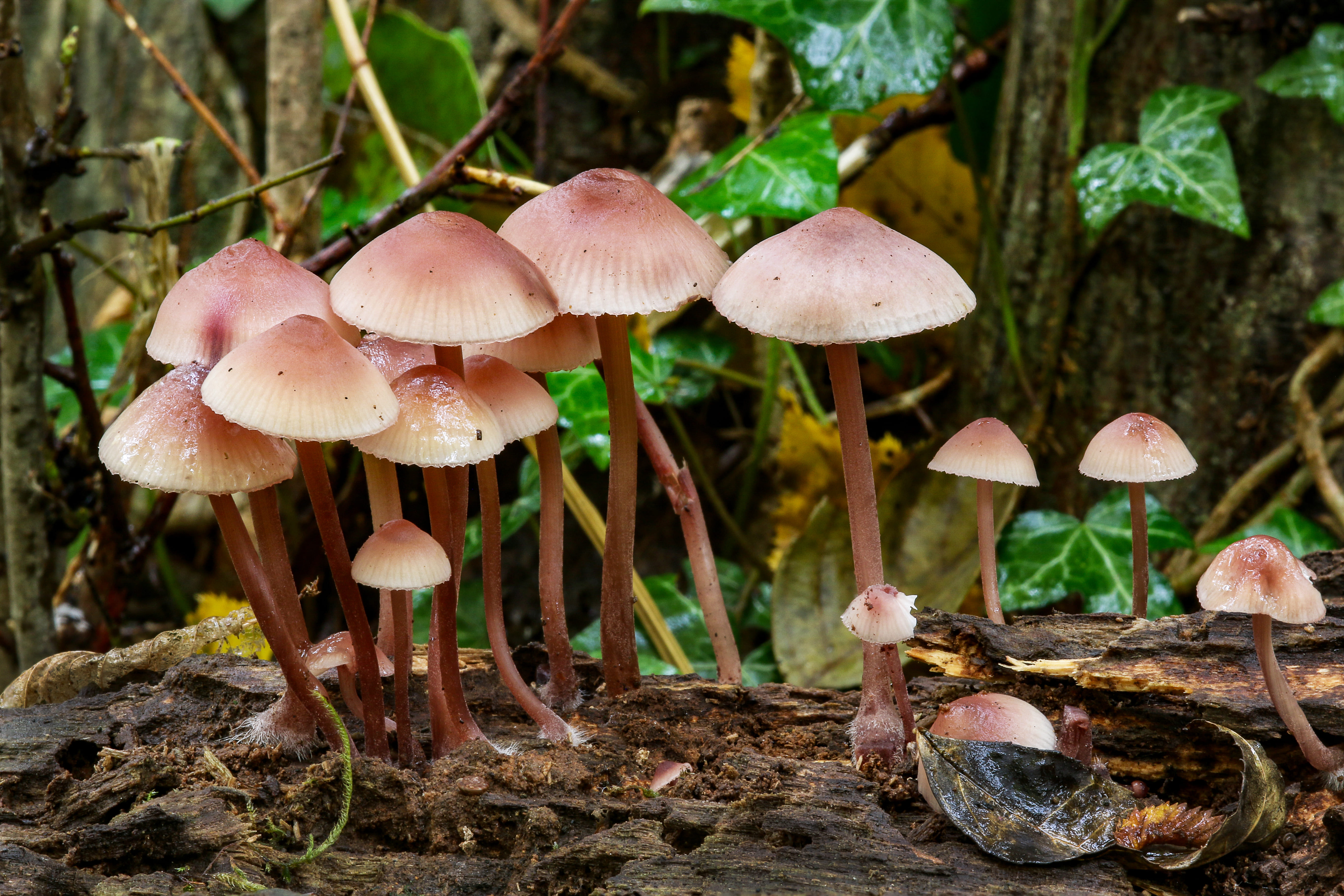 Mycologie
